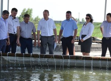 Как на Дону развивается производство рыбы