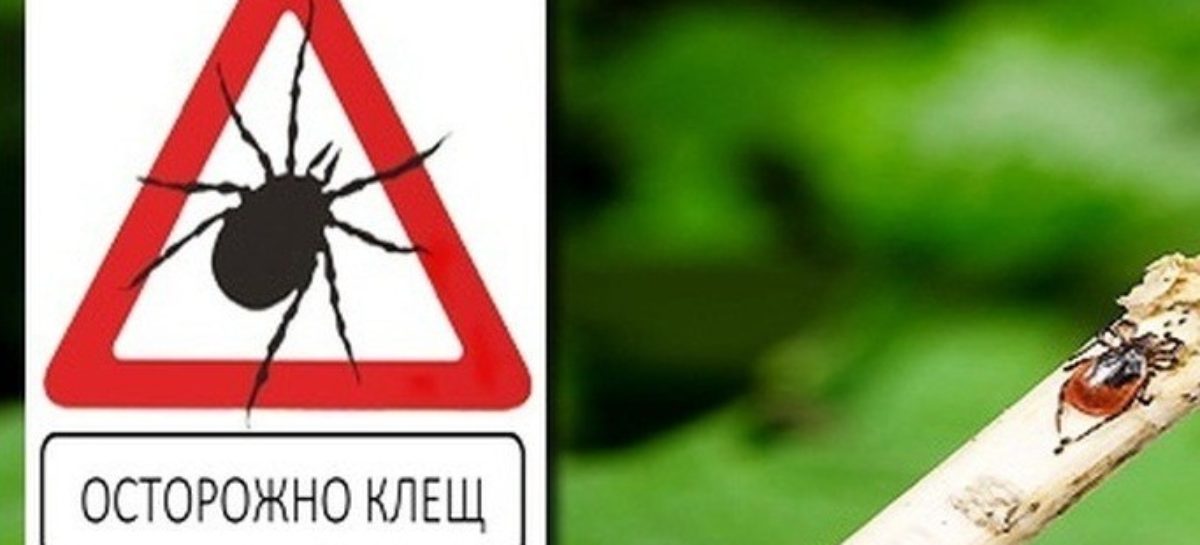 Наступила опасная пора активности клещей