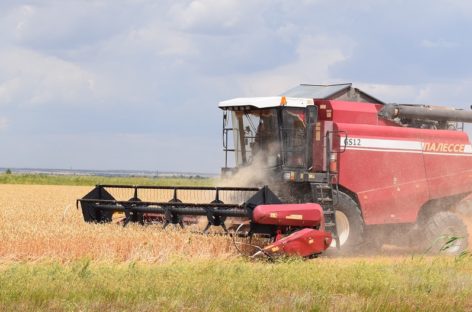 Аграрии Сальского района обмолотили свыше 97% площадей ранних зерновых