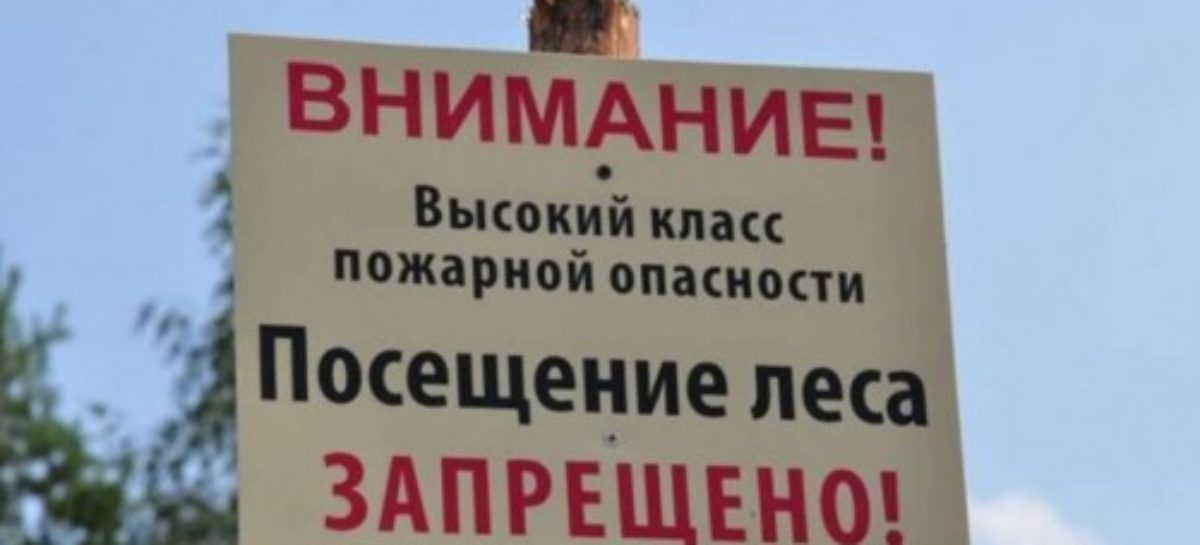 В лесах Дона продлили режим ограничения пребывания граждан