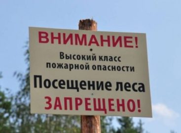 В лесах Дона продлили режим ограничения пребывания граждан