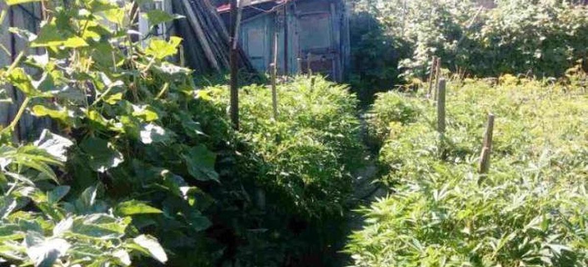 На Бровках нашли подворье с коноплёй