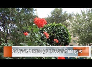Красота своими руками