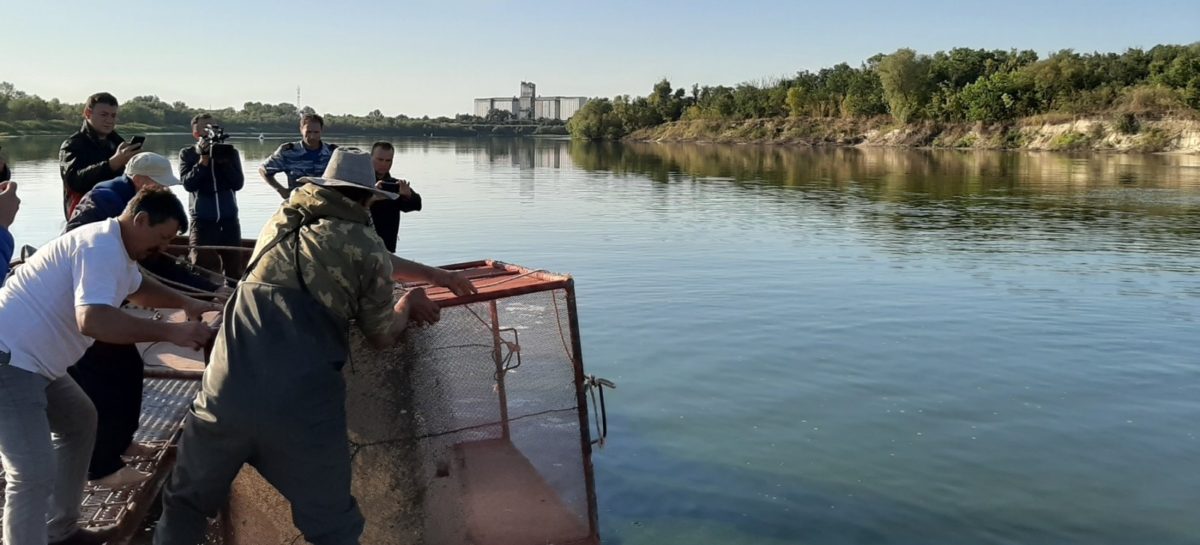 Более 30 тысяч мальков осетра выпустили в Ростовской области
