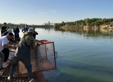 Более 30 тысяч мальков осетра выпустили в Ростовской области