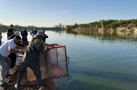 Более 30 тысяч мальков осетра выпустили в Ростовской области