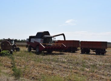 Аграрии Сальского района убирают поздние культуры и ведут сев озимых