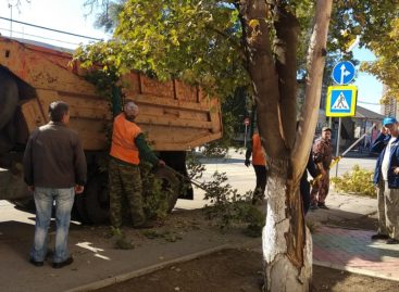 Чтобы ветки не мешали: город приводит себя в порядок к зиме