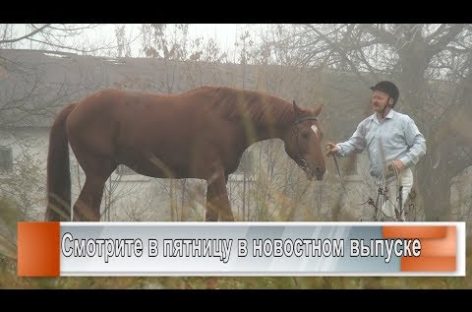 В троеборье и в конкуре