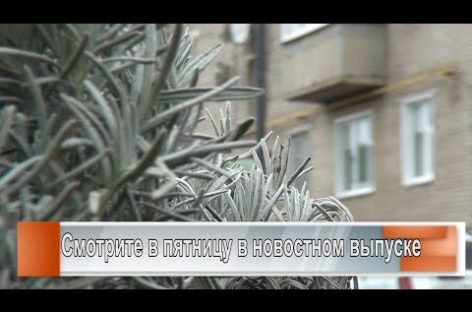 С клумб — во дворы