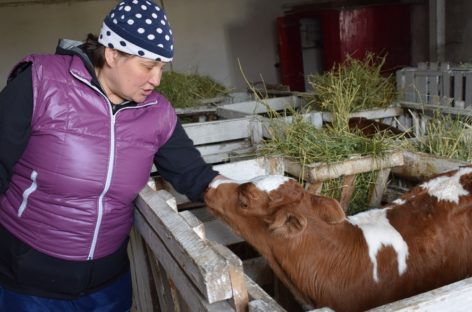 В хозяйстве «Русь» подходит к концу зимовка КРС и продолжаются полевые работы