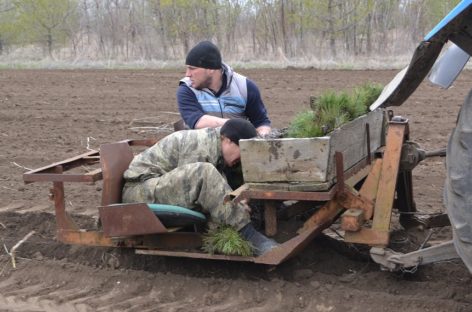 Плюс три тысячи сосен появилось в сальском лесхозе
