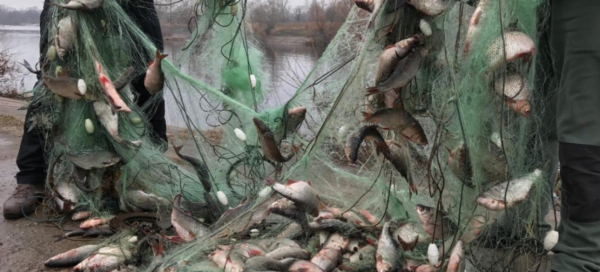 Установлена ответственность за несоблюдение требований к сохранению водных биологических ресурсов и среды их обитания