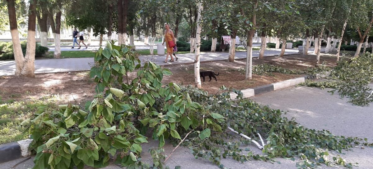 Коммунальщики «подравнивали» деревья на центральной улице Сальска