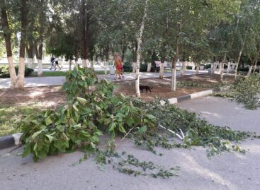 Коммунальщики «подравнивали» деревья на центральной улице Сальска