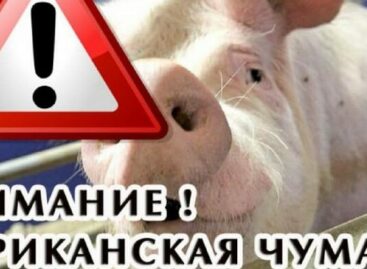 На Дону новая вспышка африканской чумы свиней, — сальские ветеринары напоминают об опасности болезни