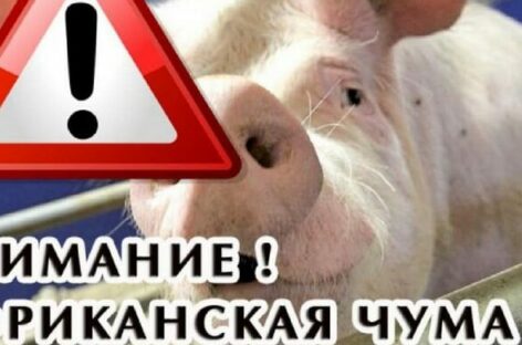 На Дону новая вспышка африканской чумы свиней, — сальские ветеринары напоминают об опасности болезни