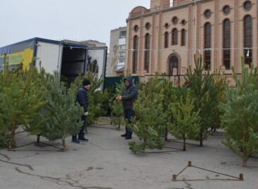 Где купить лесную красавицу: в Сальске и районе работают ёлочные базары
