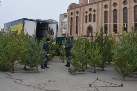 Где купить лесную красавицу: в Сальске и районе работают ёлочные базары