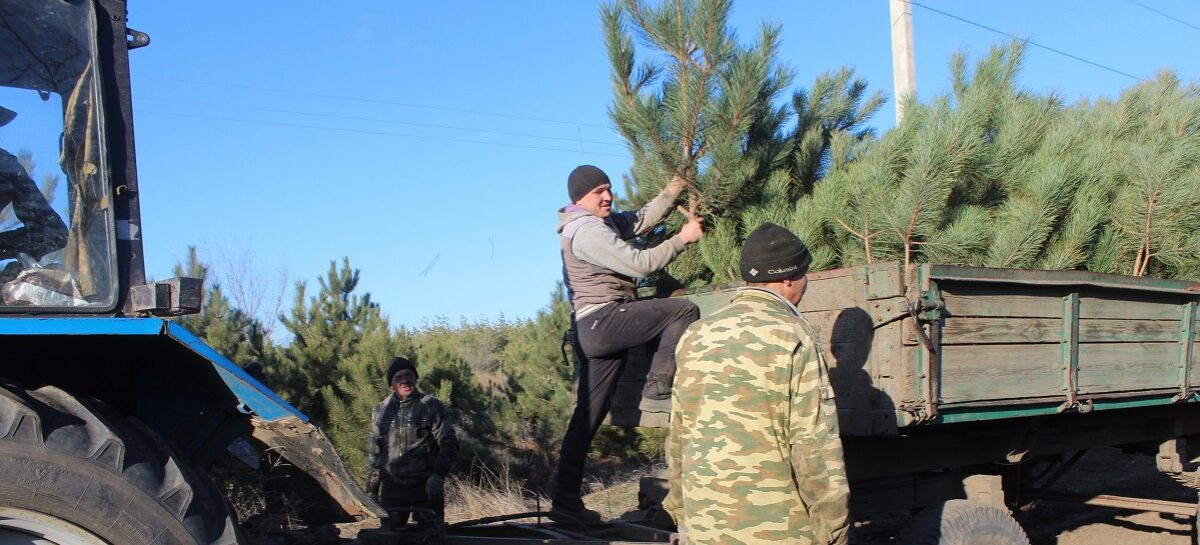 Сальский лесхоз заготавливает сосны к празднику