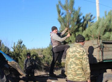 Сальский лесхоз заготавливает сосны к празднику