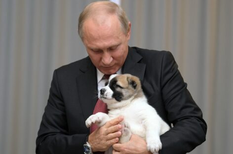 Путин поручил ввести учет домашних животных