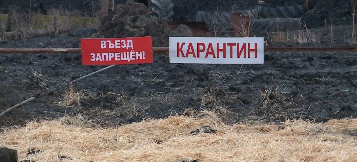 Сальские ветеринары напоминают насколько опасен бруцеллез для животных и человека
