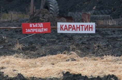 Сальские ветеринары напоминают насколько опасен бруцеллез для животных и человека