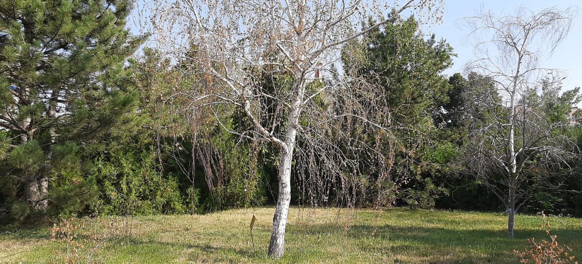 Сальчане бьют тревогу: городские клумбы сгорят от сорокаградусного зноя