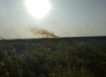 В Сальском районе на площади 5.000 квадратных метров горел камыш