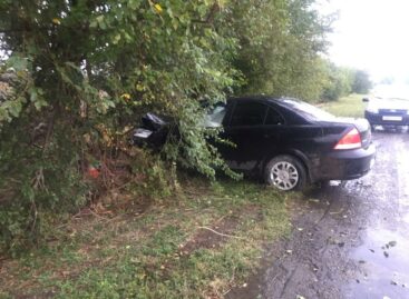 В Сальском районе водитель погиб, врезавшись на иномарке в дерево