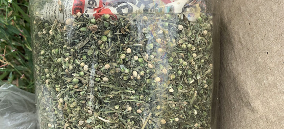 На Дону транспортные полицейские изъяли из незаконного оборота марихуану в крупном размере