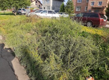 Амброзия в Сальске разрослась и может зацвести пышным цветом