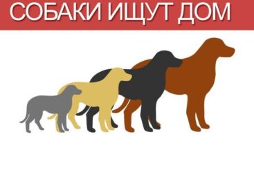 Сальские волонтёры заботятся о брошенных животных