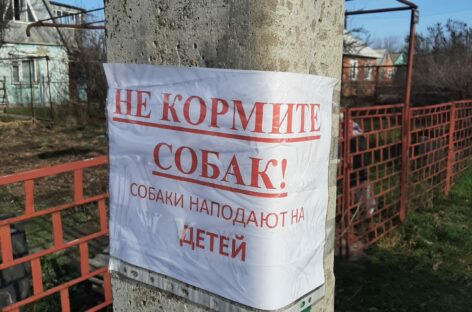 В Сальске появились объявления, призывающие не кормить бездомных собак