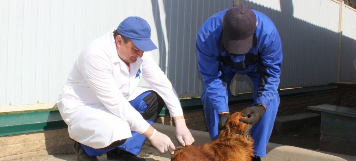 Сальская ветслужба предупредила жителей о необходимости вакцинации животных от бешенства