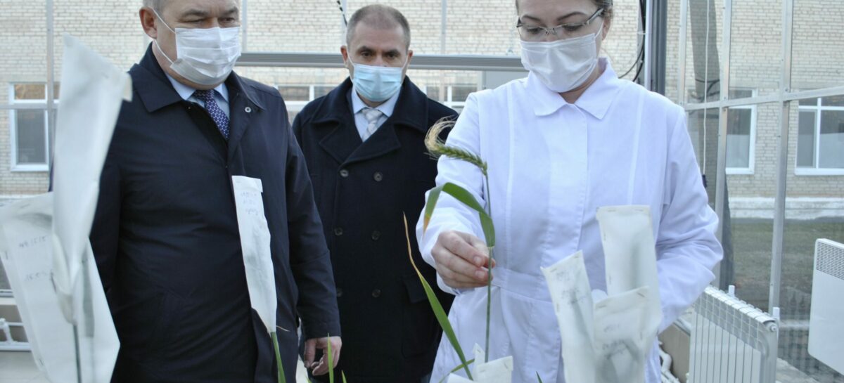 Господдержка элитного семеноводства на Дону увеличена и составляет более 324 млн рублей