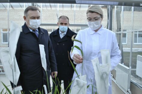 Господдержка элитного семеноводства на Дону увеличена и составляет более 324 млн рублей