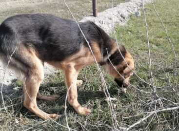 Сальские волонтёры не перестают удивляться жестокости некоторых граждан