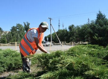 Что делается, чтобы сальские клумбы и газоны пережили жару?