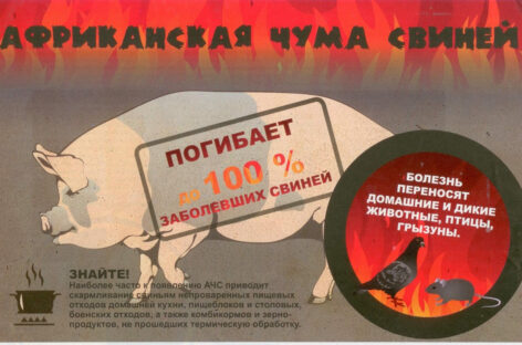 Сальских животноводов предупреждают, что в соседних районах вновь обнаружены очаги АЧС