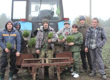 Сотрудники сальского лесхоза высадили на своем участке более тысячи штук сеянцев крымской сосны