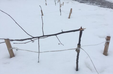 Парк на улице Ванцетти в Сальске лишился порядка десяти молодых деревьев, высаженных только прошлой осенью
