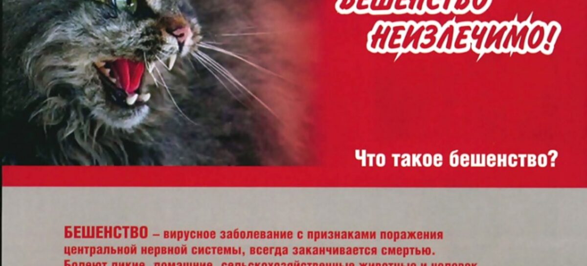 Сальчанам в очередной раз напомнили чем опасно бешенство