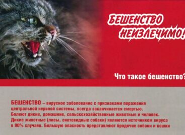 Сальчанам в очередной раз напомнили чем опасно бешенство
