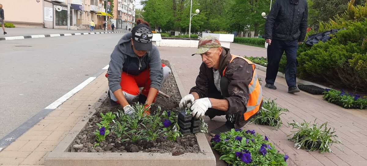 В Сальске по только что высаженным на клумбах растениям топчутся и просто их выкапывают
