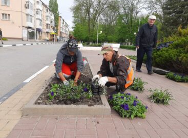 В Сальске по только что высаженным на клумбах растениям топчутся и просто их выкапывают