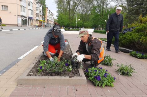 В Сальске по только что высаженным на клумбах растениям топчутся и просто их выкапывают