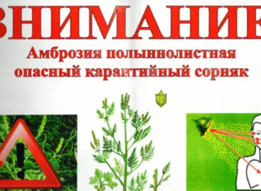 Администрация Сальского района напоминает, что борьба с амброзией — обязанность каждого!