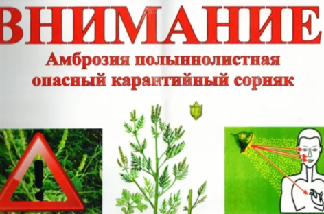 Администрация Сальского района напоминает, что борьба с амброзией — обязанность каждого!